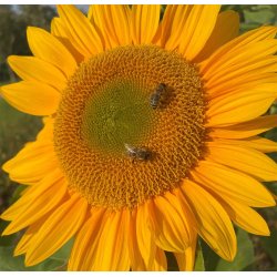 Solsikker. Sunrich gold. Helianthus annuus. F1. Fr