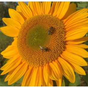 Solsikker. Sunrich gold. Helianthus annuus. F1. Fr