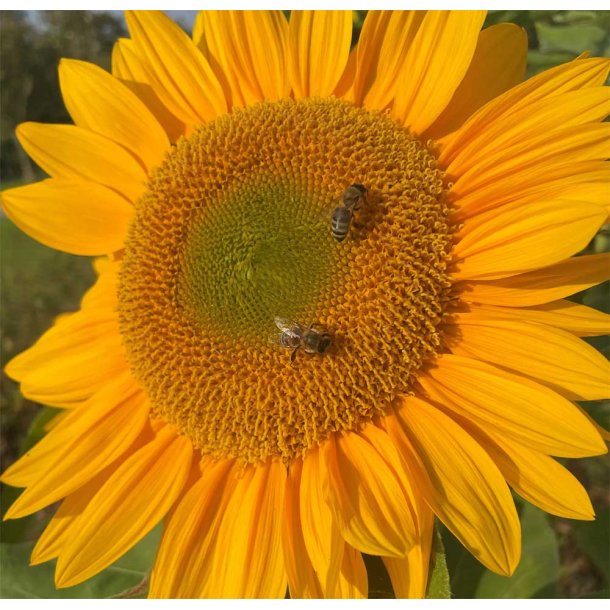Solsikker. Sunrich gold. Helianthus annuus. F1. Fr