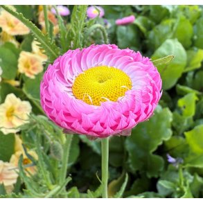 Solvinge fr. Helipterum. roseum. Ca. 420 Fr