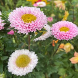 Sommerasters fr�. Matsumoto Pink. Callistephus chinensis. Ca. 160 Fr�