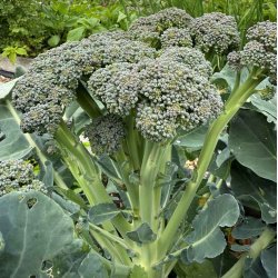 Broccoli. Montebello. Sprouting. F1. Fr