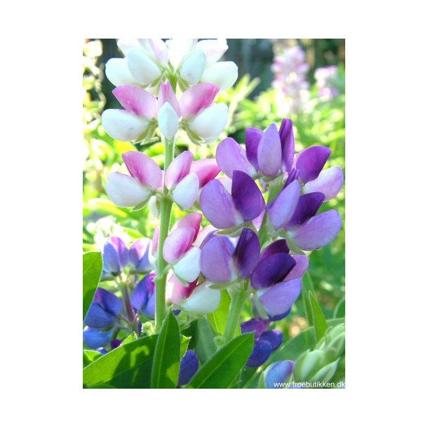 Lupiner. Pixie delight. Lupinus nanus. Fr.