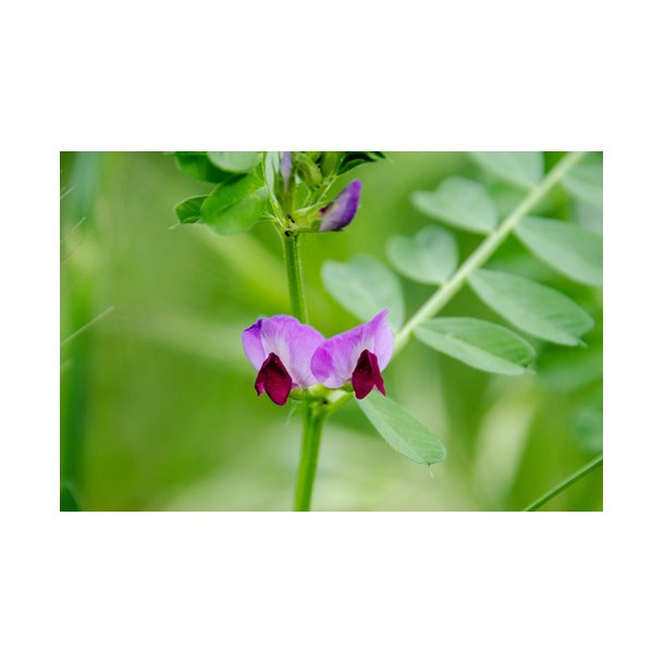 Vikke. Sommer. Vicia sativa Fr