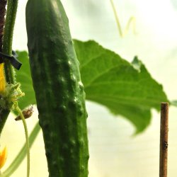 Agurk fr�. Sonja.  �kologisk. Cucumis sativus. F1. Ca. 20 Fr�