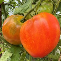 Tomat fr�. Sonnenhertz. Solanum lycopersicum. Ca. 10 fr�