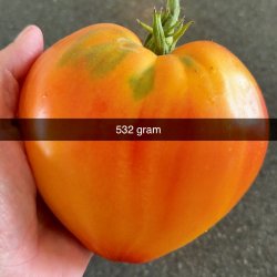 Tomat fr�. Sonnenhertz. Solanum lycopersicum. Ca. 10 fr�