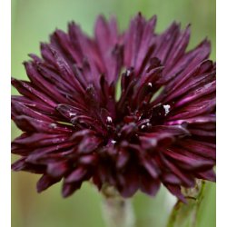 Kornblomster. Centaurea cyanus. Black ball. Fr.
