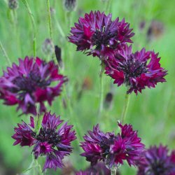 Kornblomster fr�. Black ball. Centaurea cyanus. Ca. 1250 Fr�.