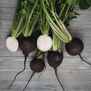 R�ddiker fr�. Spanish black. Raphanus sativus niger. Ca. 75 �kologiske fr�.