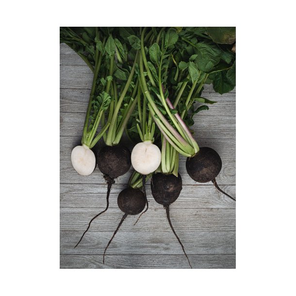 Rddiker. Spanish black. Raphanus sativus niger. kologisk. Fr.