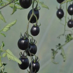 Tomat fr�. Nightshade. Solanum lycopersicum. F1. Ca. 5 Fr�