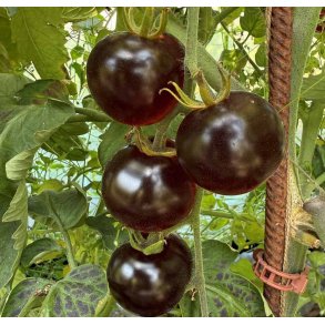 Tomat. Blackball. Solanum lycopersicum. Fr