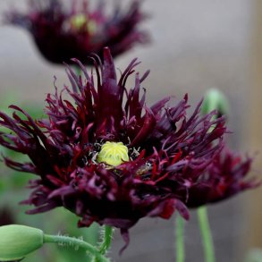 Opiumvalmue fr�. Black swan. Papaver somniferum. Ca. 2025 Fr�