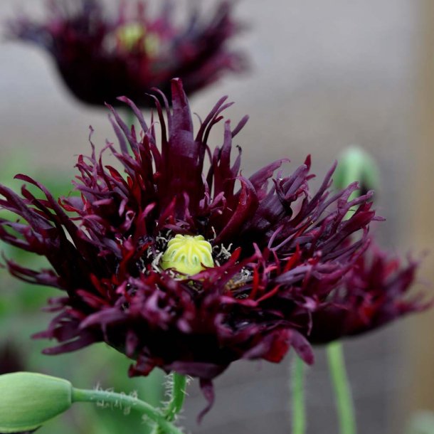 Opiumvalmue fr�. Black swan. Papaver somniferum. Ca. 2025 Fr�