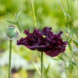 Opiumvalmue fr�. Black paeony. Papaver somniferum. Ca. 2025 Fr�