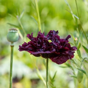 Opiumvalmue fr�. Black paeony. Papaver somniferum. Ca. 2025 Fr�