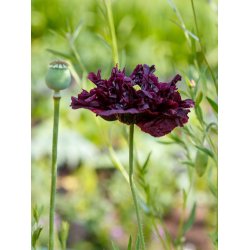 Opiumvalmue. Black paeony. Papaver somniferum. Fr