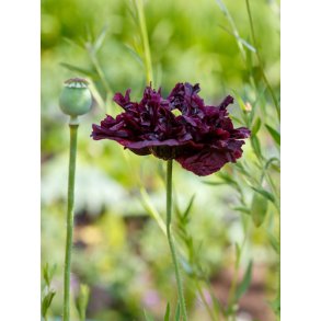 Opiumvalmue. Black paeony. Papaver somniferum. Fr