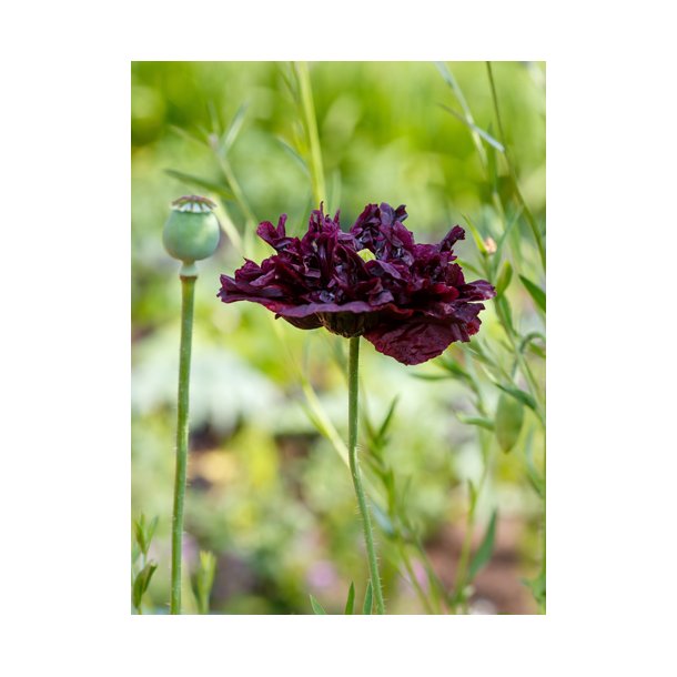 Opiumvalmue. Papaver somniferum. Black paeony. Fr