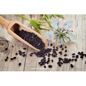 Sortkommen. Nigella sativa. Fr