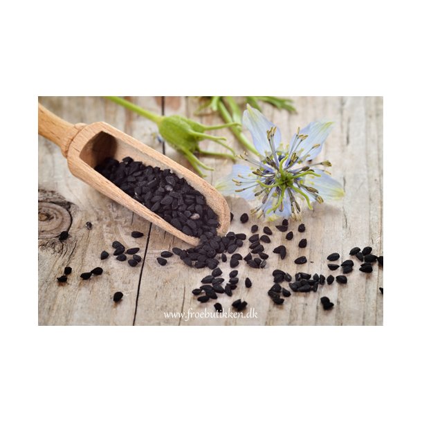 Sortkommen. Nigella sativa. Fr