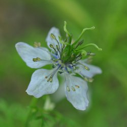 Sortkommen fr�. Nigella sativa. Ca. 4000 Fr�