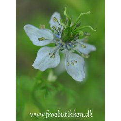 Sortkommen. Nigella sativa. Fr