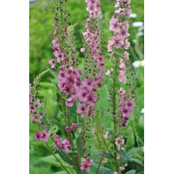 Kongelys. Southern charm. Verbascum hybrida. Fr