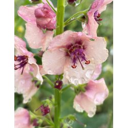 Kongelys. Southern charm. Verbascum hybrida. Fr
