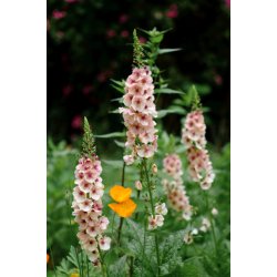 Kongelys. Southern charm. Verbascum hybrida. Fr