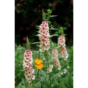 Kongelys. Southern charm. Verbascum hybrida. Fr