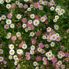 Bakkestjerner. Spansk. Erigeron karvinskianus. Fr