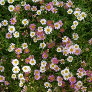 Bakkestjerne fr� Spansk. Erigeron karvinskianus. Fr�