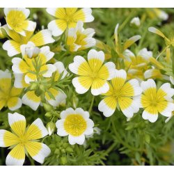 Spejlg. Limnanthes douglasii. Fr.
