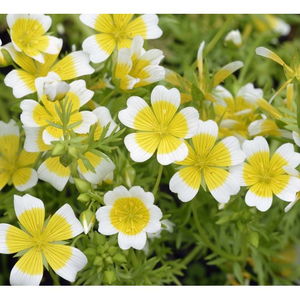 Spejlg. Limnanthes douglasii. Fr.