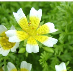 Spejlg. Limnanthes douglasii. Fr.