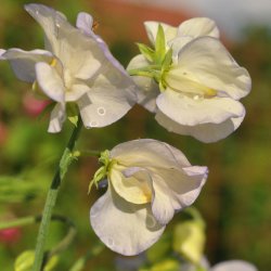 �rteblomster fr�. Spencer. Old times. Lathyrus odoratus. Ca. 55 Fr�.