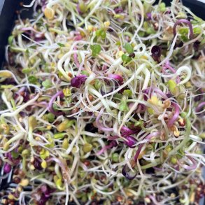 Spirer. Spicy Mix. kologisk. Fr