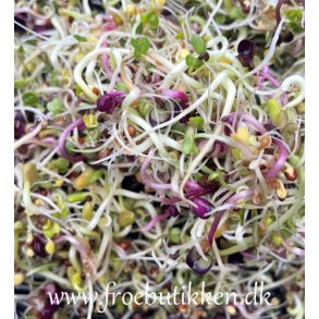 Spirer. Spicy Mix. kologisk. Fr