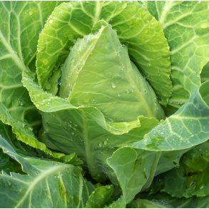 Spidskl. Jersey Wakefield. Brassica oleracea var. conica.  Fr