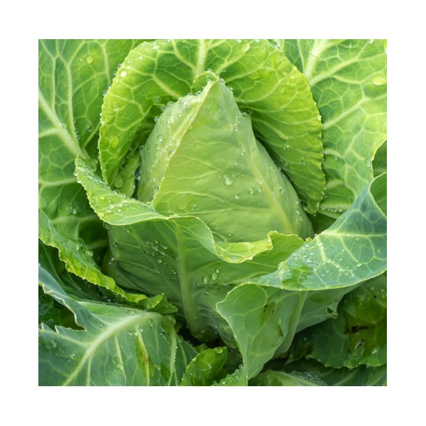 Spidskl. Jersey Wakefield. Brassica oleracea var. conica.  Fr
