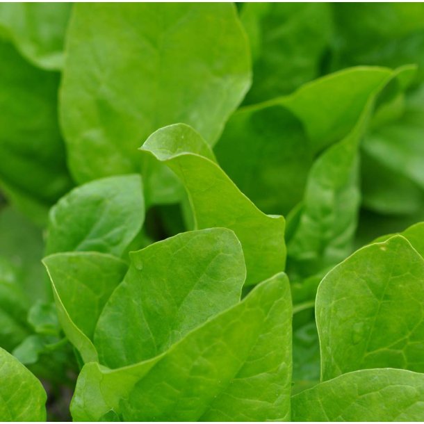 Spinat. Winterreuzen. Spinacia oleracea. kologisk. Fr.