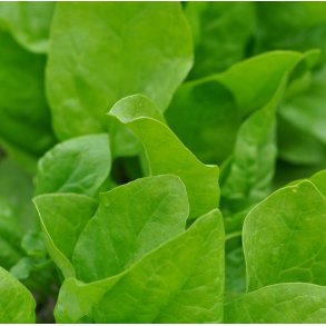 Spinat. Winterreuzen. Spinacia oleracea. Fr.