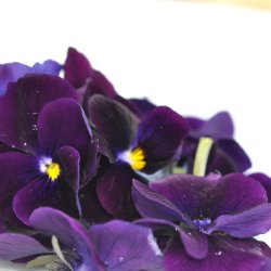 Hornvioler fr. Admiration. Viola cornuta. Ca. 330 Fr