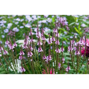 Spydverbena. Verbena hastata. Fr