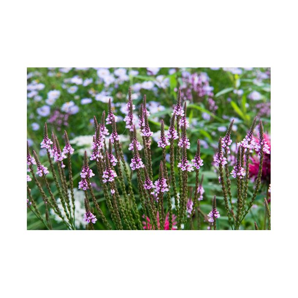 Spydverbena. Verbena hastata. Fr