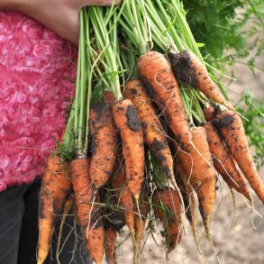 Gulerod fr�. St. Valery. Daucus carota var. sativus. Ca. 500 Fr�