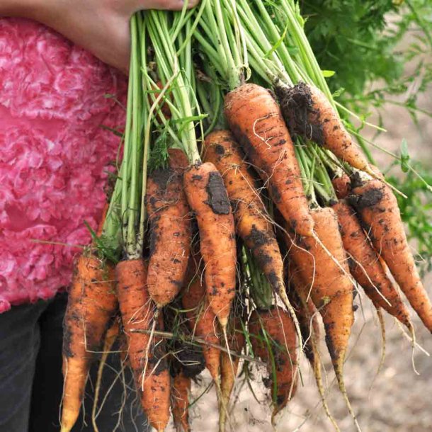 Gulerod fr�. St. Valery. Daucus carota var. sativus. Ca. 500 Fr�