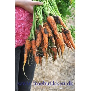 Gulerod. St. Valery. Daucus carota var. sativus. Fr